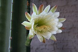 Cereus hildmannianus subsp. uruguayanus