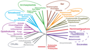 Thumbnail for Taxonomy of Protista