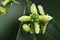 Blóm Euonymus europaeus