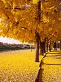 Ginkgo in autumn in Florence (Italy)