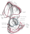 Origin zone at the ilium.