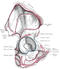 Lateral vy.