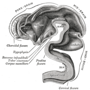 Brain interior at 5 weeks