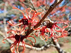 Hamamelis × intermedia 'Rubin'