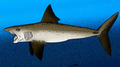 Helicoprion bessonovi