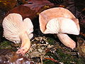 !Lactarius decipiens!