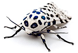 Gros plan du papillon montrant des taches bleu irisé.