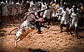 Image 30Jallikattu, a traditional bull taming event. (from Tamils)