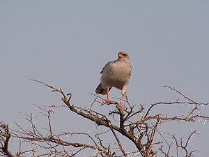 Unustria buteo, Nacia Parko Etoscha, Namibio