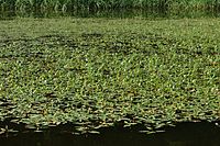 Persicaria amphibia