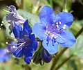 Phacelia parryi