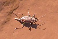 O raro Cicindela nevadica lincolniana