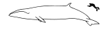 Sei whale size