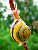 White-lipped snail