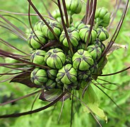 Inflorescence (umbel)