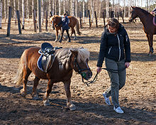 Sur la détente d'un concours de saut d'obstacles, une jeune femme tient en main un poney sellé et haranché et le fait marcher.