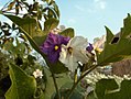 The flowers of the Thai eggplant