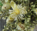 Closeup of flower.