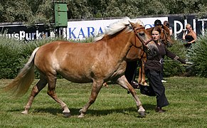 De ponymaat, kleinpaard