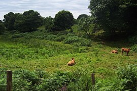 Photo montrant des champs bien verts et des vaches.