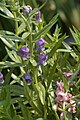 Angelonia biflora