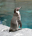 Humboldt Penguin Spheniscus humboldti