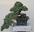 Juniperus procumbens