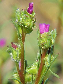 Calandrinia ciliata menziesii0.jpg