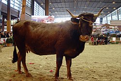 Urbane, Vache de race Casta ou d'Aure-et-Saint-Girons, Salon de l'Agriculture de Paris, mars 2010