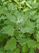 Quinoa, feuilles triangulaires, lobées