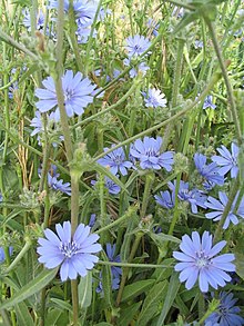 Cichorium pumilum.jpg