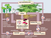 Obieg azotu w przyrodzie