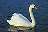 Mute Swan