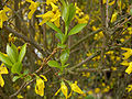 Forsythia × intermedia flores y hojas jóvenes