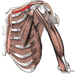 Musculus subclavius