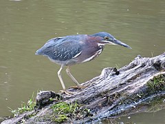 Huntley Meadows Park