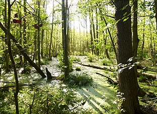 Judarskogens naturreservat