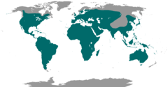      Distribuição global dos caprimulgídeos