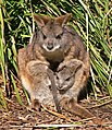 Image 10 Parma Wallaby Photo credit: Benjamint444 A female Parma Wallaby (Macropus parma) and her joey. This wallaby species is the smallest member of the genus Macropus, at between 3.2 and 5.8 kilograms (7.1 and 12.8 lb) and about 50 centimetres (1.6 ft) in length. It was believed to be extinct before the end of the 19th century, but a population was found on Kawau Island in 1965, and two years later another population was found in the forests near Gosford, New South Wales. They are now classified as Near Threatened. More selected pictures