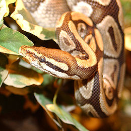 Karališkasis pitonas (Python regius)