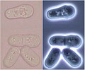 Teilung bei Schizosaccharomyces pombe