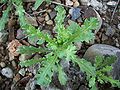 Feuille pennatifide du Senecio vulgaris