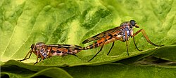 Schnepfenfliegen (von Makro Freak)