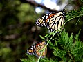 Monarch Butterfly, The Monarch, Danaus plexippus the most widely known danaine butterfly.