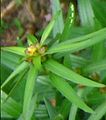 Bulbilles de la sous-espèce bulbiferum