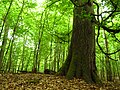 Alte Buche im NSG "Heilige Hallen"