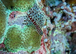 Threefin Blenny (Helcogramma maldivensis)