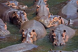 In keppel nylhoarsen (Hippopotamus amphibius).