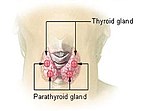 Thumbnail for Parathyroid gland