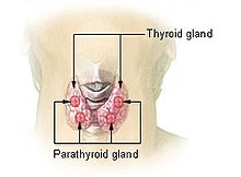 Illu thyroid parathyroid.jpg